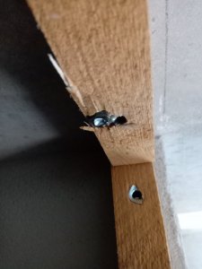 IMG_20190906_081759.jpg