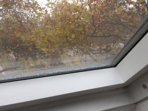 IMG_5524.JPG