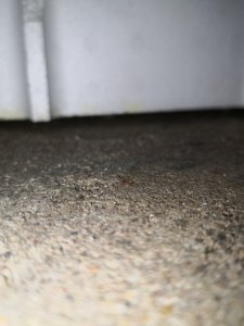 IMG_20200414_200709.jpg