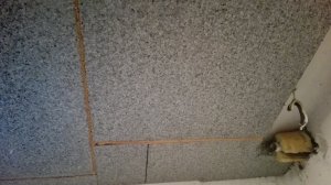 IMG_20200501_145025.jpg