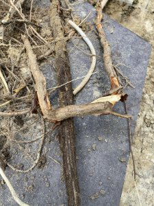 IMG_6877.jpeg