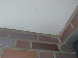 IMG_20200522_151306613.jpg