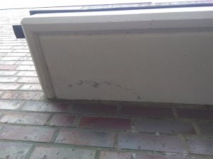 IMG_20200522_151316403.jpg