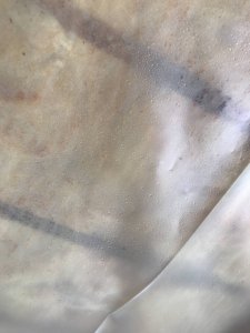 IMG_7756.JPG