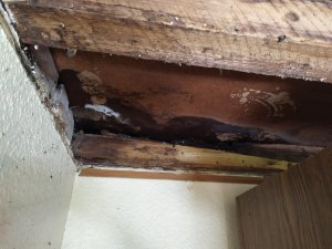 WhatsApp Image 2020-07-21 at 17.42.08.jpeg