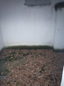 IMG_20201118_171641_642.jpg