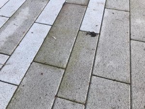 485A2047-EA82-4E8B-AD79-8D1A89AAE380.jpeg