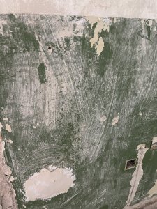 IMG_4017.JPEG