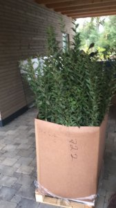 2D3EF8FC-EBC0-495C-9AF5-5DA82CF91F46.jpeg