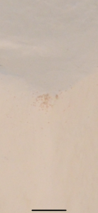 IMG_5110.PNG