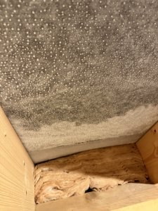 Groß (IMG_2142).jpeg