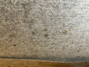 Groß (IMG_2381).jpeg