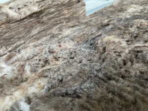 AB0A9C65-64D2-4BFD-8DF2-28656D389F95.jpeg