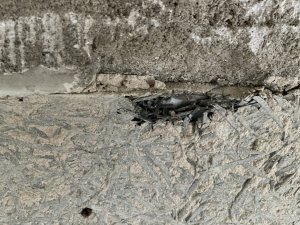 IMG_2612.jpeg