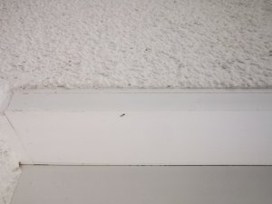 IMG_20230419_123745.jpg