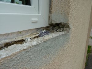 P1230427 unter Fensterbank nord.JPG