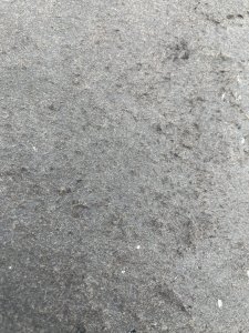 29C9F522-CD94-4DED-A178-41ADD0C42820.jpeg