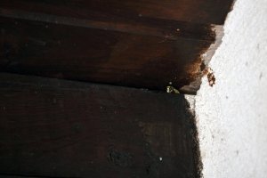 IMG_9452_heller.jpg