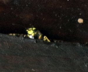 IMG_9453_detail.jpg