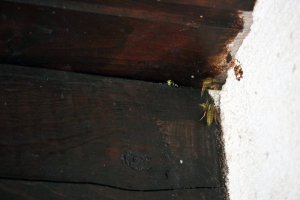 IMG_9453_heller.jpg