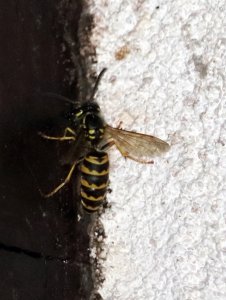 IMG_9463_detail.jpg
