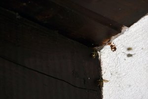 IMG_9463_heller.jpg