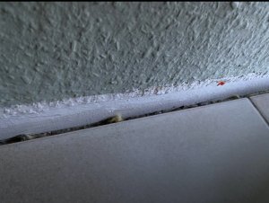 IMG_9619.jpeg