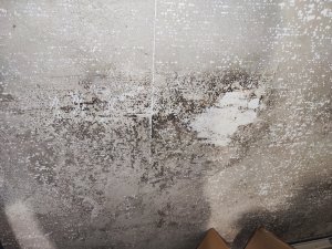 IMG_20230918_055649.jpg