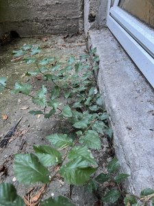 IMG_5444.jpeg