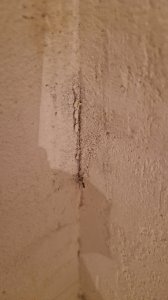 Keller_Wand_Schimmel_Nah.jpg