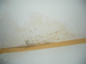 IMGP4713Schimmel.jpg