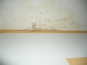 IMGP4717Schimmel.jpg