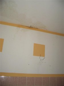 IMGP4718Schimmel.jpg