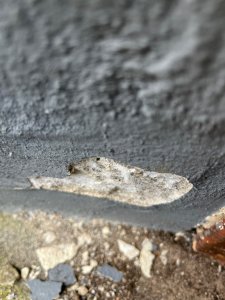 IMG_6028.jpeg