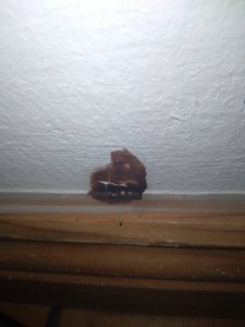 IMG_20240401_193756.jpg