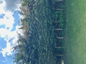 Hecke 1.jpg