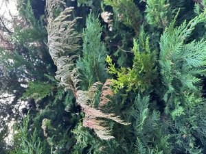 Hecke 2.jpg