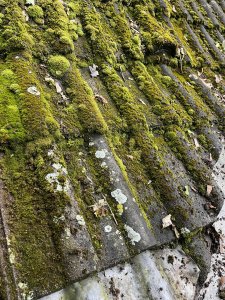 IMG_0743.jpeg