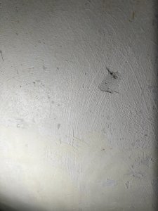 IMG_6235.jpeg