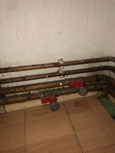 Hähne nahe der Gastherme.jpg