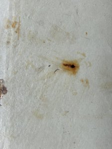 IMG_4099.jpeg