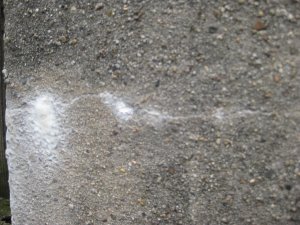 IMG_9894.JPG