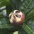 medlar