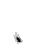Invader