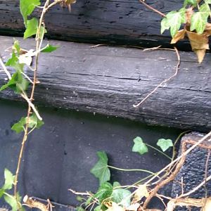 IMAG0095[1]